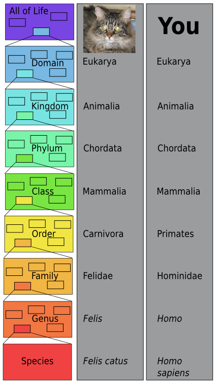 classification1